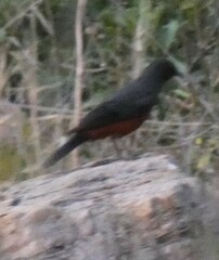 Thamnolaea cinnamomeiventris