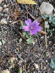 Malva sylvestris