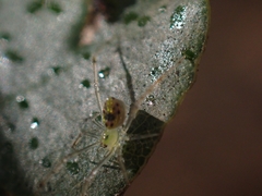 Thwaitesia nigronodosa