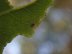 Thwaitesia nigronodosa