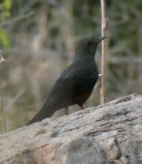 Thamnolaea cinnamomeiventris