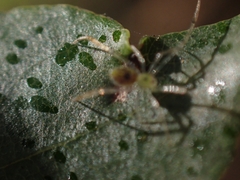 Thwaitesia nigronodosa