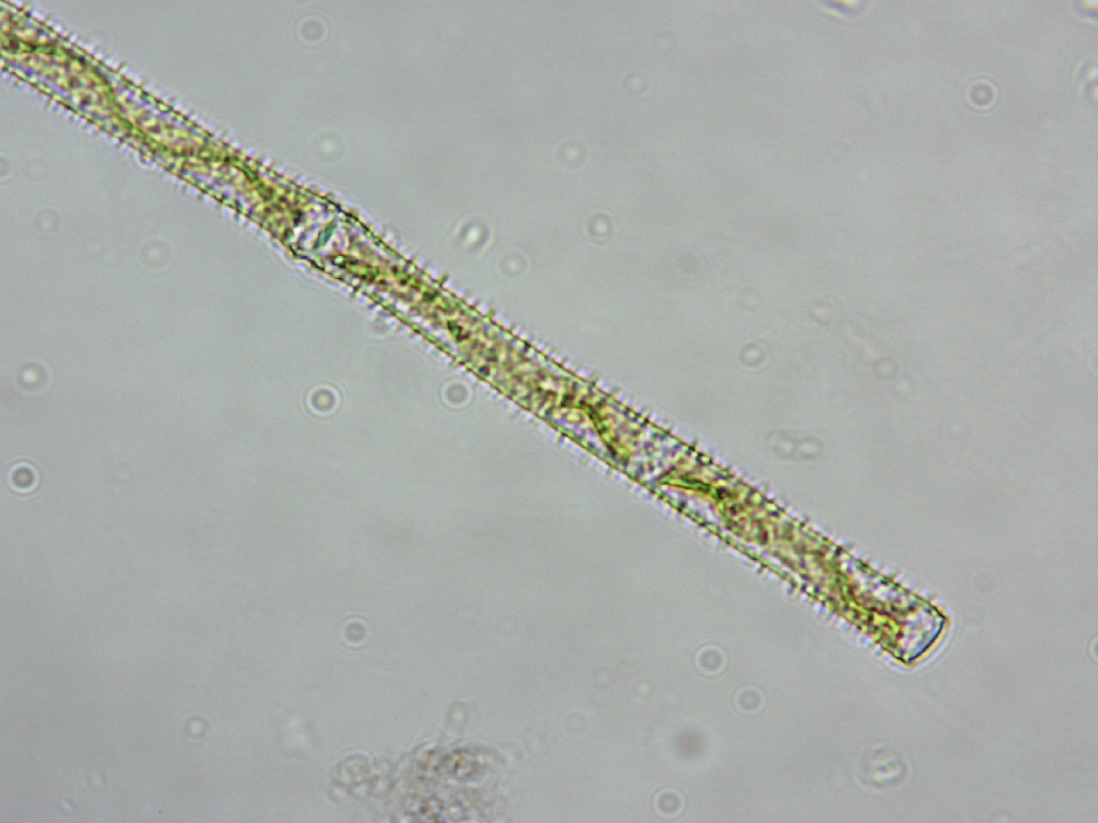 Gonatozygaceae