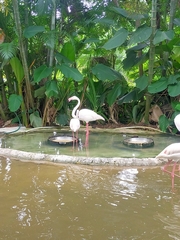 Phoenicopterus roseus