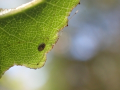 Thwaitesia nigronodosa