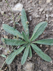 Echium vulgare
