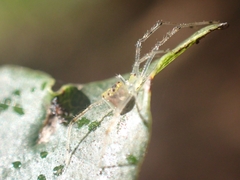 Thwaitesia nigronodosa