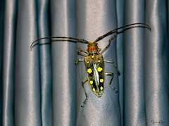 Batocera rubus