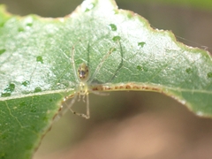 Thwaitesia nigronodosa
