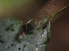 Thwaitesia nigronodosa