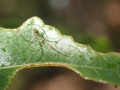 Thwaitesia nigronodosa