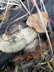 Trametes suaveolens