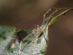 Thwaitesia nigronodosa