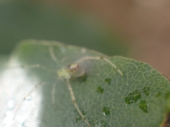 Thwaitesia nigronodosa