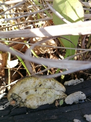 Trametes suaveolens