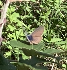 Leptotes pirithous