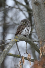 Glaucidium passerinum