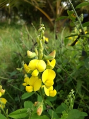 Crotalaria retusa