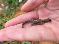 Pachydactylus geitje