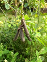 Crotalaria retusa