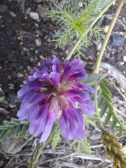 Astragalus laxmannii