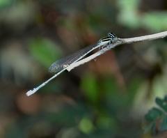 Aciagrion occidentale