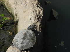 Graptemys pseudogeographica