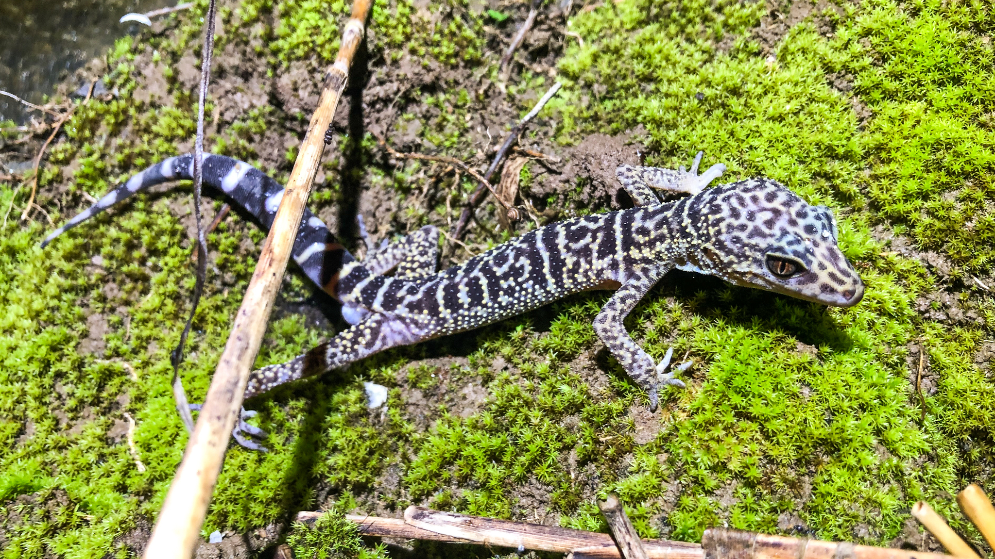 Zhe-long's Leopard Gecko (Goniurosaurus zhelongi) · iNaturalist