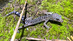 Goniurosaurus zhelongi
