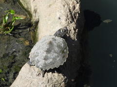 Graptemys pseudogeographica