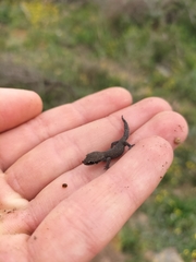 Pachydactylus geitje