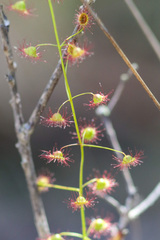 Drosera planchonii
