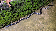 Bungarus multicinctus