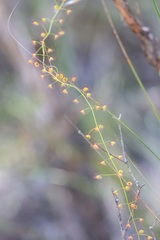 Drosera planchonii