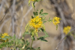 Cleomella lutea