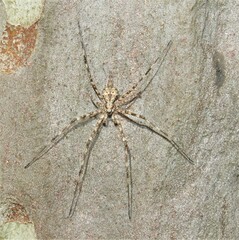 Tamopsis