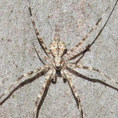 Tamopsis