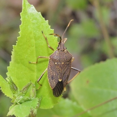 Poecilometis strigatus