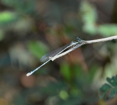 Aciagrion occidentale