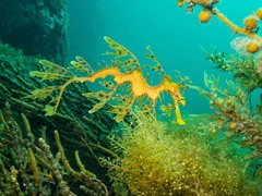 Phycodurus eques