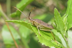 Poecilometis strigatus
