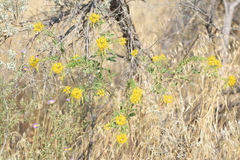 Cleomella lutea