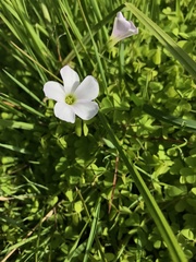 Oxalis incarnata