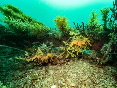Phycodurus eques