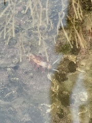 Cratena pawarshindeorum