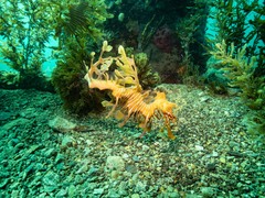 Phycodurus eques