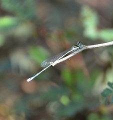Aciagrion occidentale