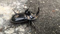 Trichogomphus mongol