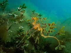 Phycodurus eques