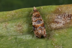 Lobesia botrana